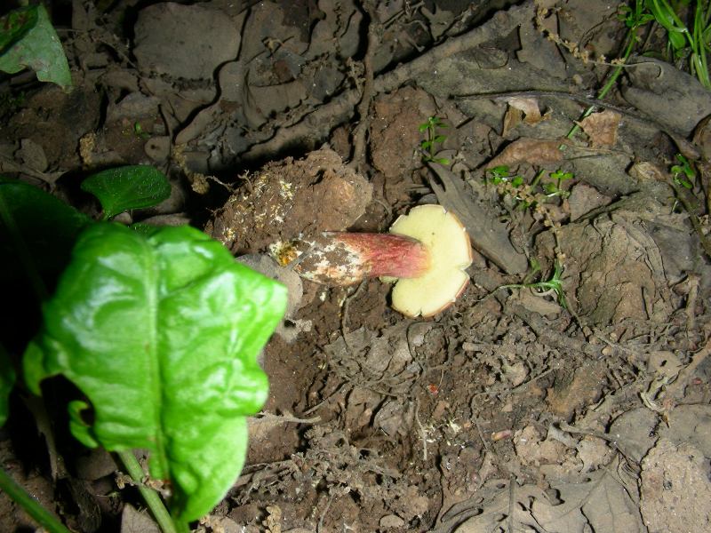 3) FOtografati il 16.06.2012. sotto Quercia